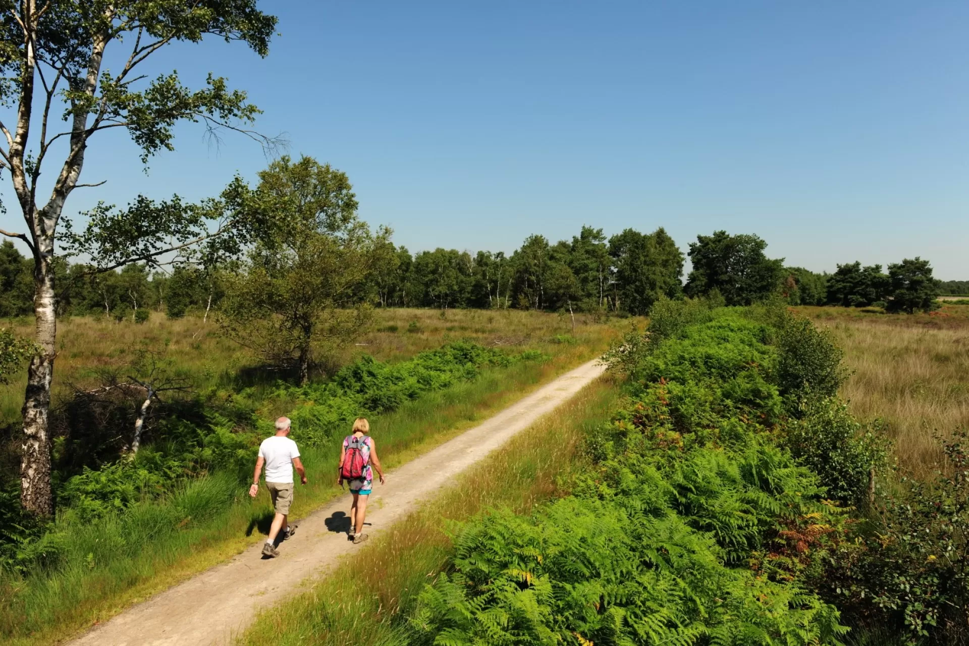 Nationaal park de Peel